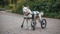 A disabled dog using a wheelchair. Royalty Free Stock Photo