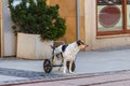 Disabled dog using a wheelchair for walk on street Royalty Free Stock Photo