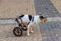 Disabled dog using wheelchair for a walk on street Royalty Free Stock Photo