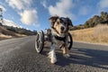Disabled dog in wheelchair moving quickly down road Royalty Free Stock Photo
