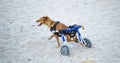 Disabled dog in a wheelchair walking happily