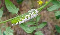 A Disabled Tomato / Tobacco Hornworm as host to parasitic braconid wasp eggs