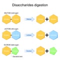 Disaccharides digestion. Enzymes effect on disaccharides molecules