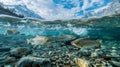 The disappearance of glaciers leads to a significant drop in water levels causing freshwater fish populations to decline