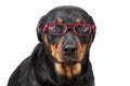 Disappointed dog looking through glasses Royalty Free Stock Photo