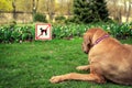 Disappointed dog Royalty Free Stock Photo