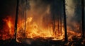 Forest heat pine disaster nature burning trees environment hot fire smoke