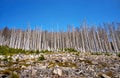 Disastrous dying trees in the woods. Through climate change, drought and bark beetles. Dynamics through motion blur Royalty Free Stock Photo