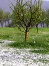Disastrous hail storm in the plum orchard Royalty Free Stock Photo