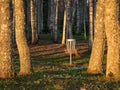 A disc golf cart in the park, birch grove in the morning