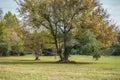 Disc golf course in the park Royalty Free Stock Photo