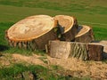 Disc from a sawing tree