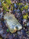 Discarded and abandoned plastic bottle overgrown with green moss on the autumn forest ground with leaves and moss Royalty Free Stock Photo