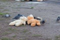 Discarded children`s toys on the ground