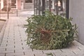 Discarded christmas tree after the Holiday on the sidewalk. Royalty Free Stock Photo