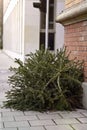 Discarded christmas tree after the Holiday on the sidewalk. Royalty Free Stock Photo