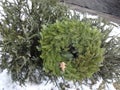Discarded Christmas Tree