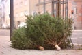 Discarded christmas trees after the Holiday.