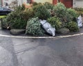 Discarded christmas trees piled at the curb