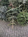 Discarded christmas trees piled on pavement for garbage removal
