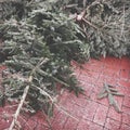 Discarded christmas trees