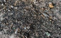 Discarded Cigarette Butts and Stubs in Dirty Floor