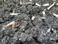 Discarded cigarette butts