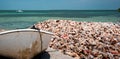 Discarded Conch Shells on the Boat Ramp