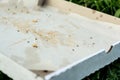 A discarded empty pizza box lies on the ground. in the box, the ants eat up the remains of human food.