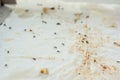 A discarded empty pizza box lies on the ground. in the box, the ants eat up the remains of human food.