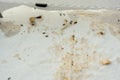 A discarded empty pizza box lies on the ground. in the box, the ants eat up the remains of human food.