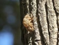 A Discarded Exoskeleton of a Cicada Nymph