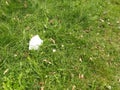 Discarded Face Mask on Grass Clear Space Royalty Free Stock Photo