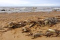 discarded fishing net washed up on the beach endangers marine life. Washed out of the sea during a storm. Garbage on the