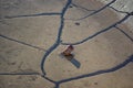 A discarded glass bottle lies in the ground Royalty Free Stock Photo