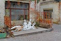 Discarded nude mannequins in junkyard.