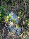 Discarded old car battery falling apart in hedge. Enviromental p