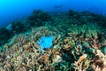 Discarded plastic bag on a coral reef