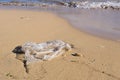 Discarded plastic bag by wave at sandy beach shore, closeup view Royalty Free Stock Photo