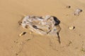 Discarded plastic bag by wave at sandy beach shore Royalty Free Stock Photo