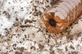 Discarded plastic bottle on dirty snow Royalty Free Stock Photo