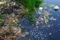 Discarded plastic debris polluting a waterway