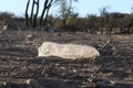 Discarded plastic water bottle, big part of waste or pollution problem