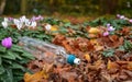 Discarded plastic water bottle lies in flowers and leaves Royalty Free Stock Photo