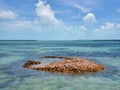 Discarded queen conch shells form small island in Bimini, Bahamas.