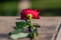 Discarded red rose as a symbol of unrequited love