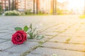 Discarded red rose flower lies on the sidewalk