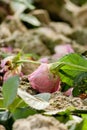 discarded rose colored roses symbolizing lovesickness and depression Royalty Free Stock Photo