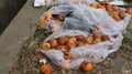 discarded rotten Citrus fruits scattered on the street