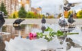 Discarded scarlet rose flower lies in a puddle in a park